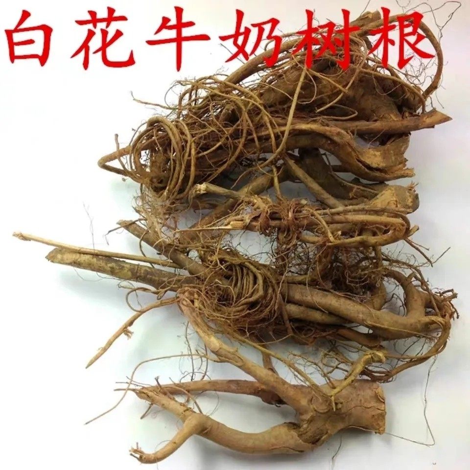 天然牛奶根 白花牛奶树根 牛乳树根 牛奶树茎 纯根干货500g 包邮