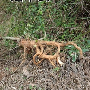 新鲜天然岗梅根 点称星 山甘草 山梅根 天星秤星树纯根500g包邮