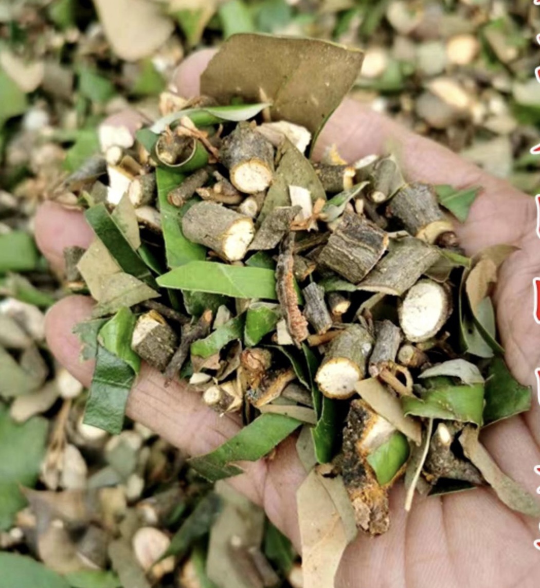 天然芒果树寄生 檬果寄生 檨仔木寄生 庵罗果寄生 干货500g