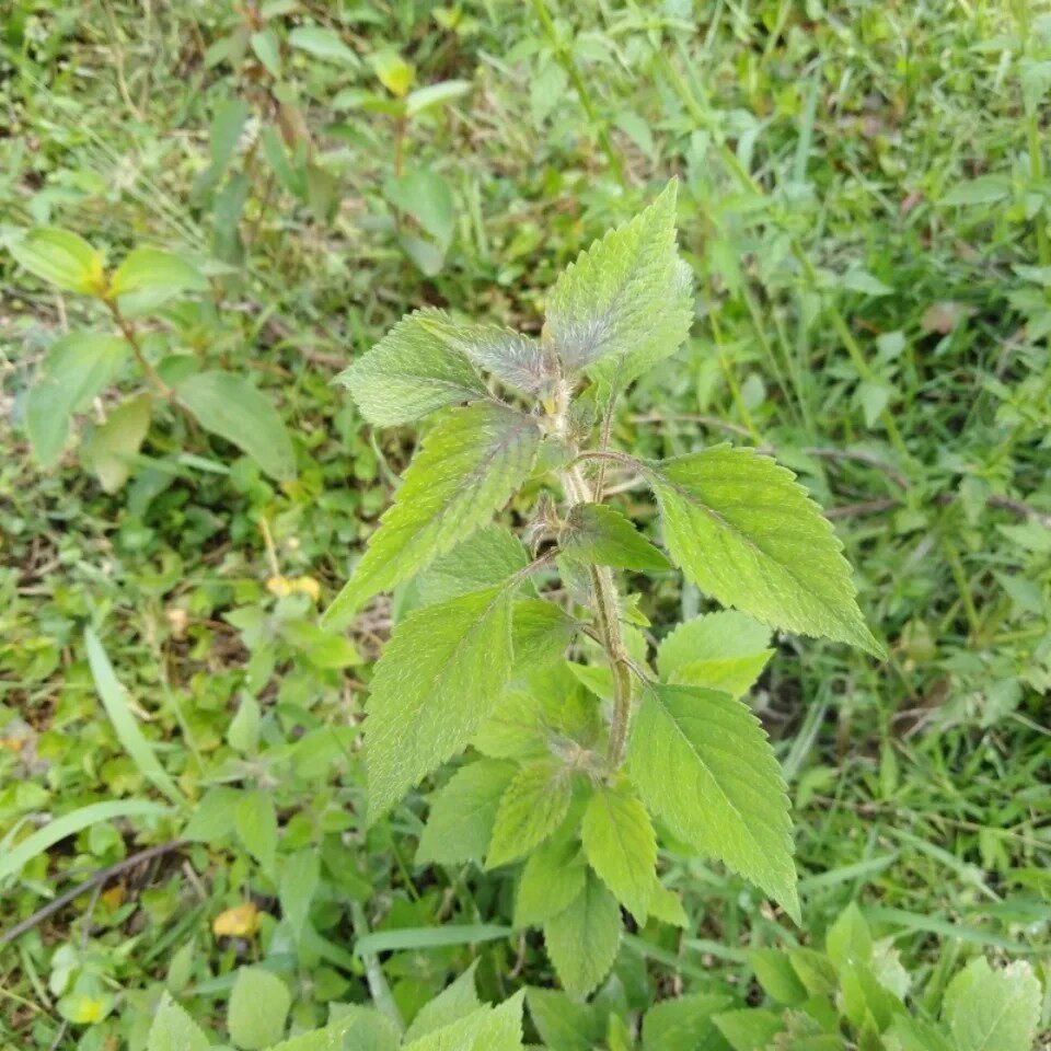 新鲜天然青草红心热痱草 红心石荠苎 红心小鱼仙草 全草500g包邮