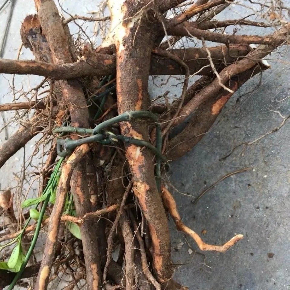 新鲜天然青草山苍子根 木香子木姜子山鸡椒野胡椒根 纯根500g包邮