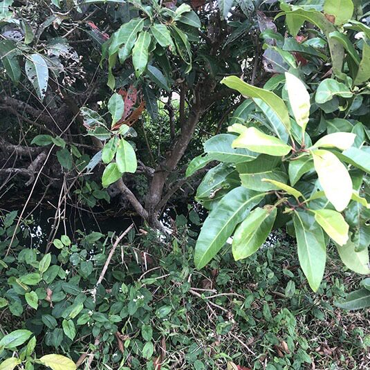 新鲜水榕树 水翁树 水雍花 水香 边榕树 枝叶整颗带根500g包邮