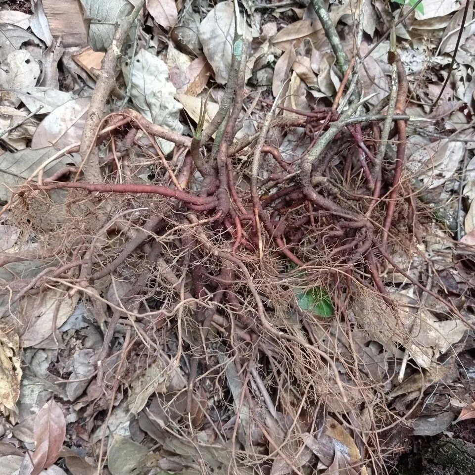 新鲜天然朱砂根 八爪金龙根 散血丹 高脚罗伞 铁凉伞纯根500g包邮