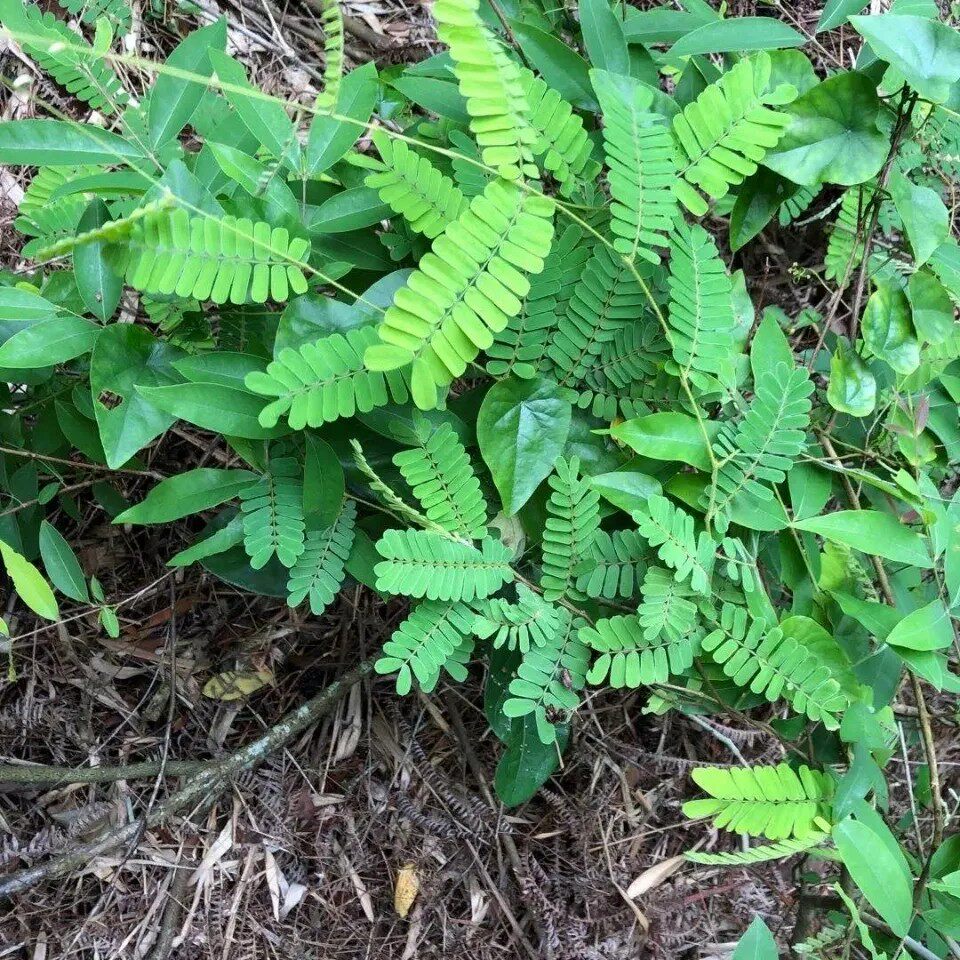 新鲜鸡骨草 鲜活鸡骨草 生相思子 湿黄仔强 大黄草 全草500g包邮