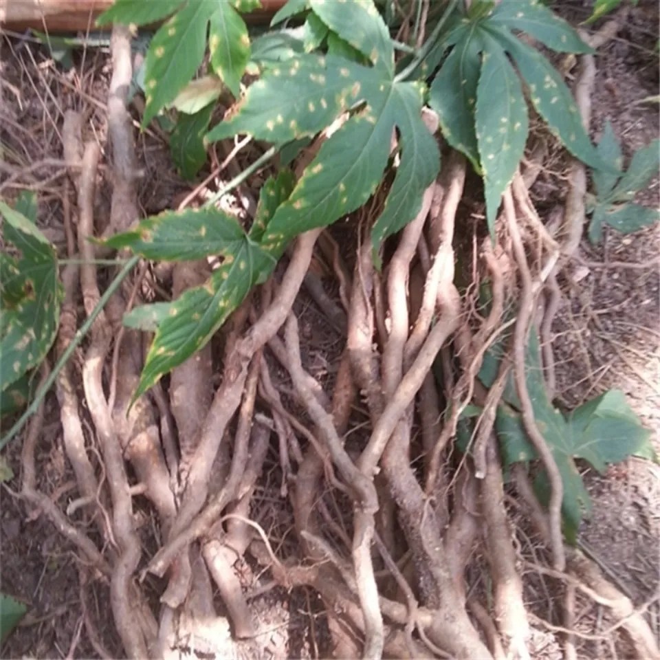 新鲜天然青草托盘根 掌叶覆盆子根 角公根 牛奶母根 树莓老根500g