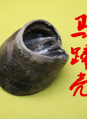 居家民俗祈福摆件正宗马蹄壳全干无骨无肉无腥臭空壳子纯天然正品