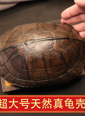 精品乌龟壳大龟壳老龟壳天然草龟摆件完整乌龟壳大壳结实干净无味