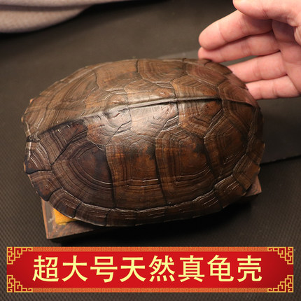 精品乌龟壳大龟壳老龟壳天然草龟摆件完整乌龟壳大壳结实干净无味