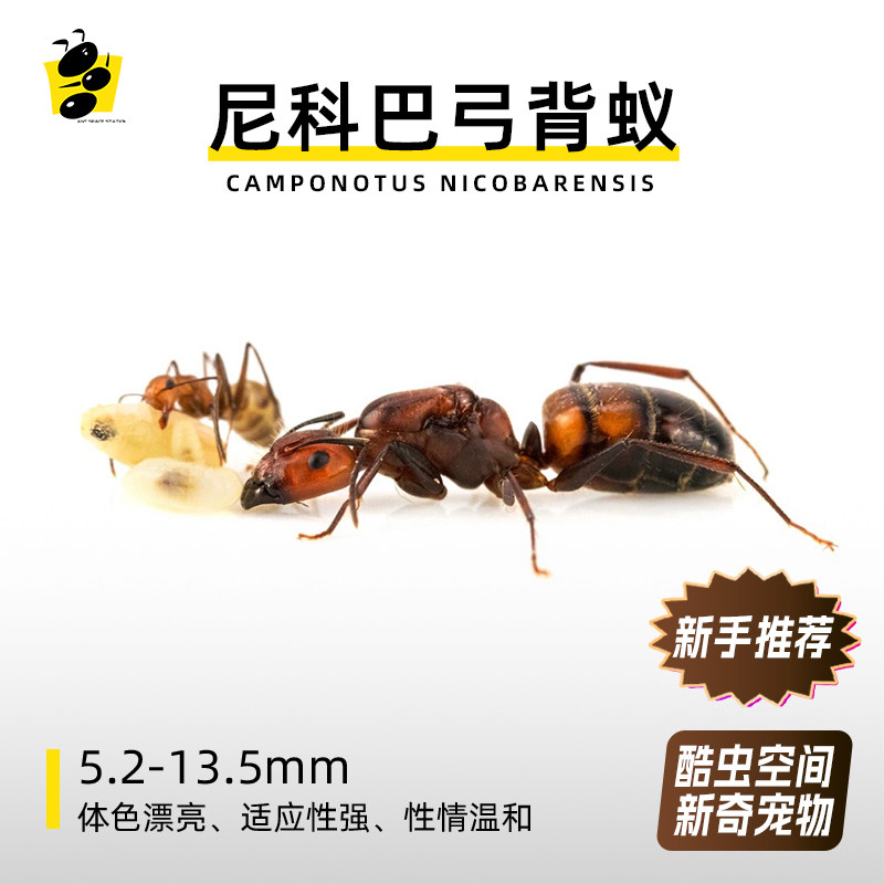 尼科巴弓背蚁桌面宠物体色漂亮的蚂蚁 新手蚂蚁有分化强壮小蚂蚁