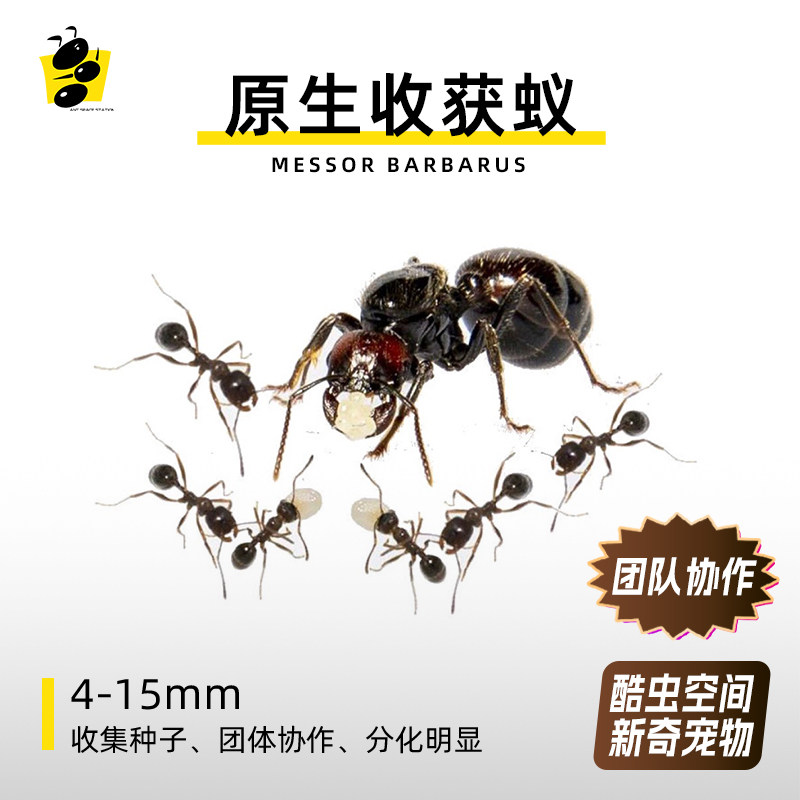 原生收获蚁野蛮巴巴特斯蚂蚁工坊宠物蚂蚁新手蚂蚁好养活爆产活体