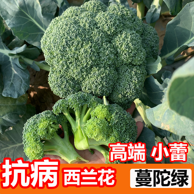 蔬菜高产四季西兰花种子图片