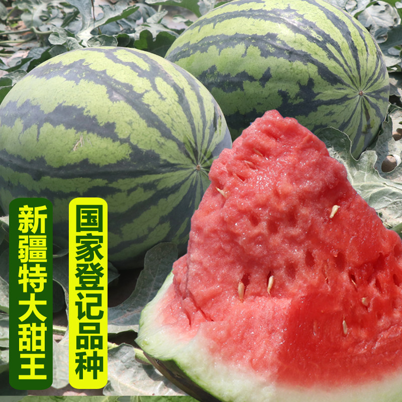 甜王西瓜种子超甜西瓜种籽巨型新疆懒汉特大冰糖麒麟四季水果种孑