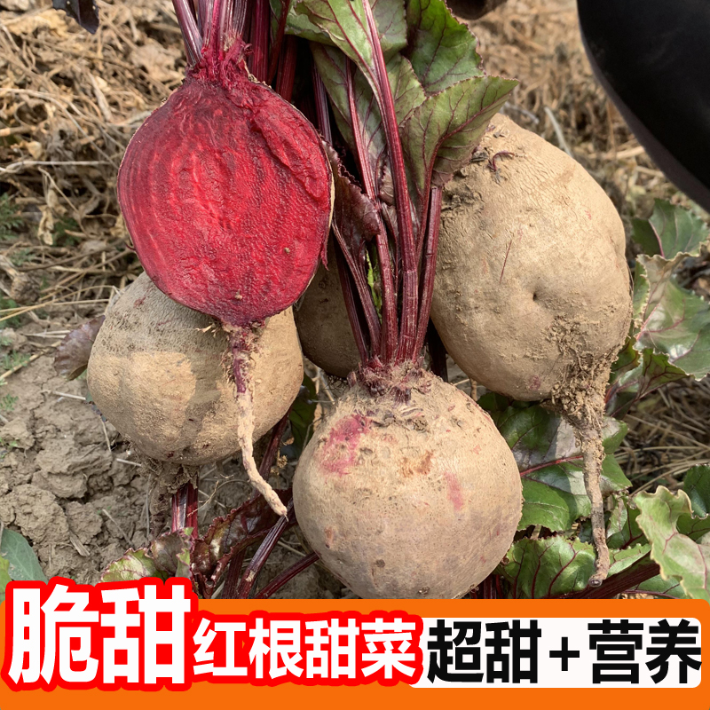 红根甜菜种子紫红色水果萝卜种植