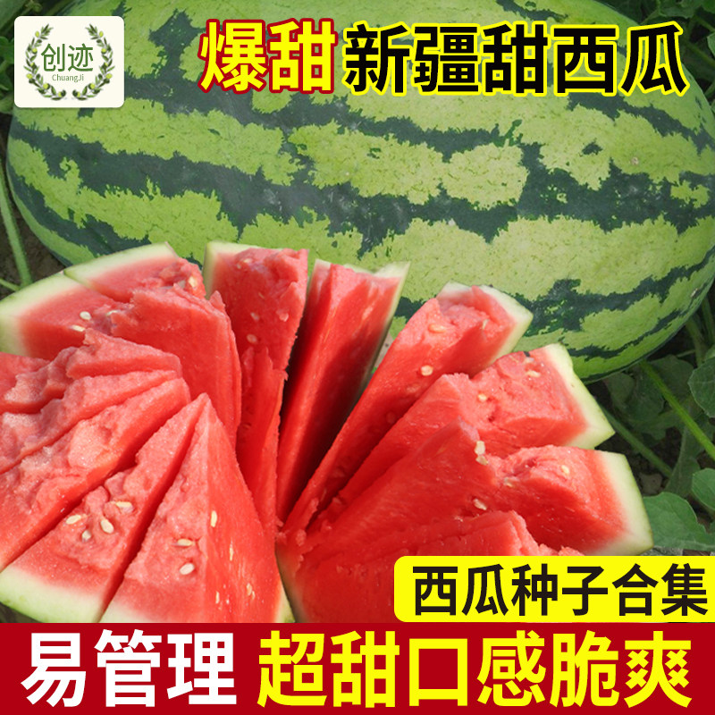 懒汉无籽甜王麒麟四季西瓜种子