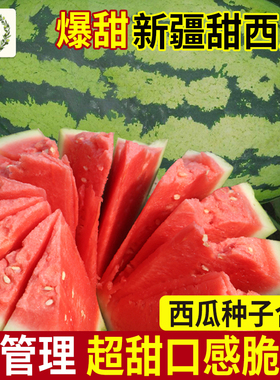 巨型西瓜种子籽苗特大懒汉无籽高产甜王麒麟8424四季南方水果种孑
