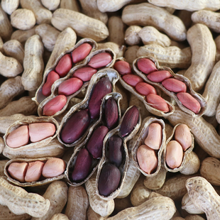 花生种子高产早熟四粒红种籽黑花生大花生种籽春季罗汉果花生种