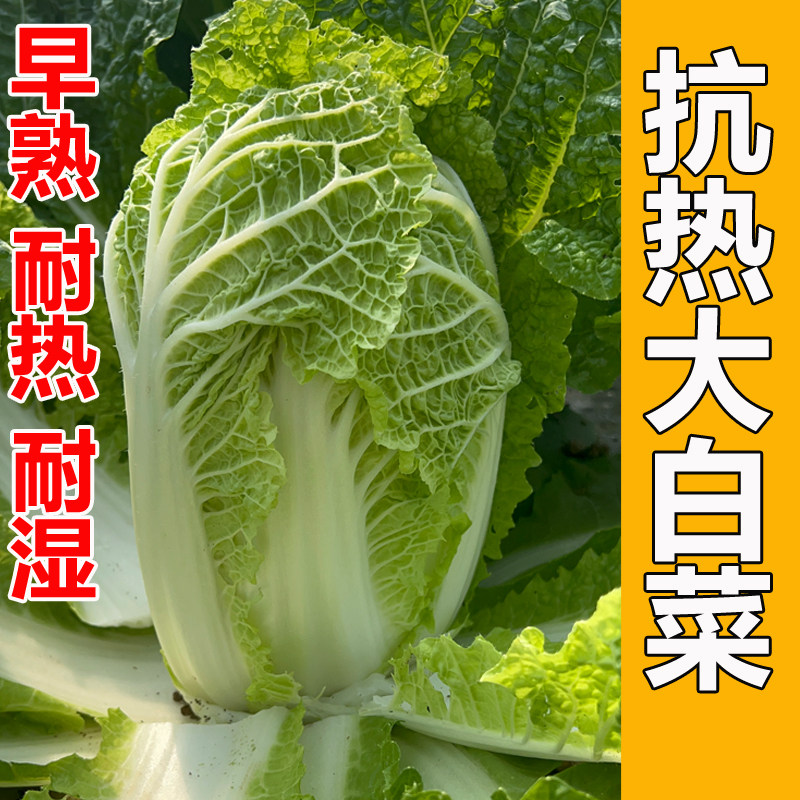 耐热大白菜种子夏播结球白菜抗热50天夏阳包心夏季秋季种植蔬菜