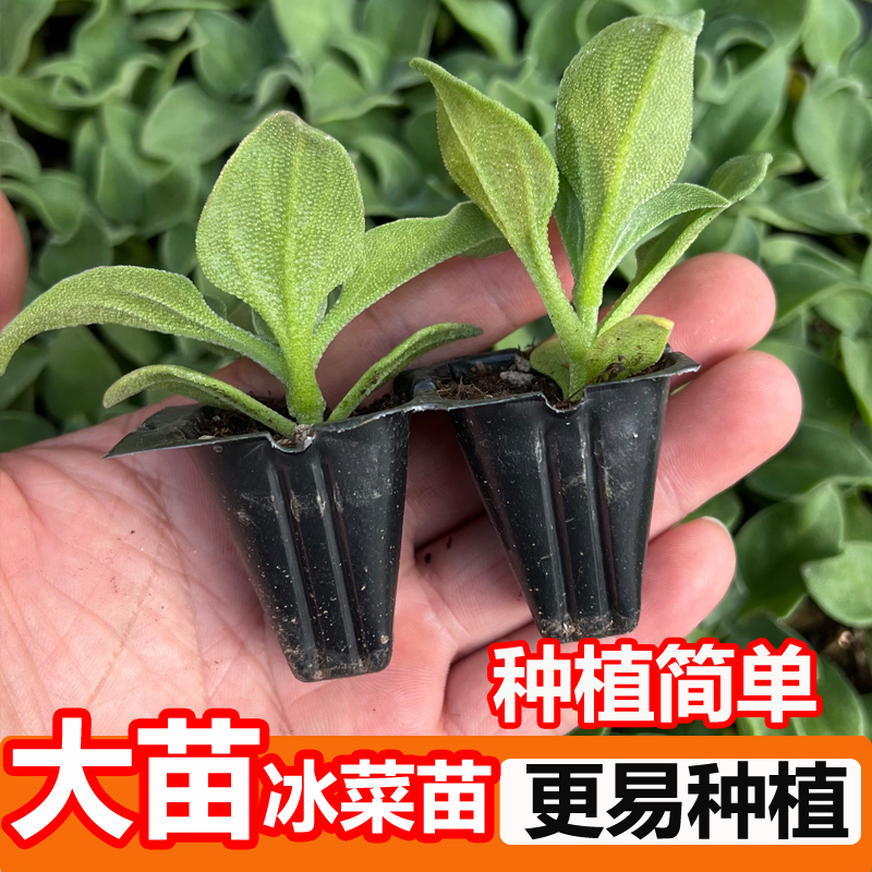 四季盆栽冰菜大苗盆栽