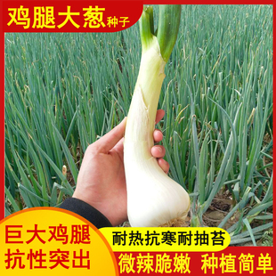 特色鸡腿大葱种子地方特产品种农家基地四季种植大头葱蔬菜种籽