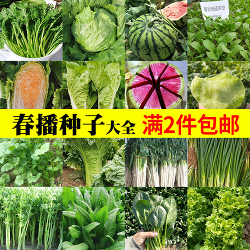 春播大全萝卜盆栽寿光蔬菜种子