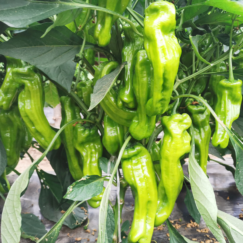 薄皮椒辣椒种子皱皮长椒种籽灯笼椒春夏秋四季种植蔬菜种孑菜种籽_虎窝淘