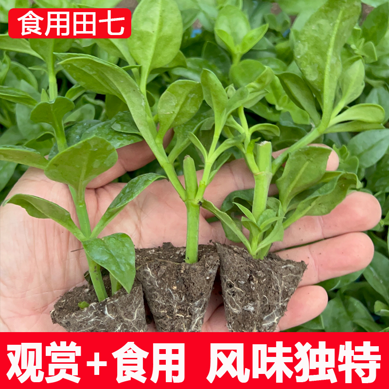 食用田七菜苗秧苗蔬菜苗阳台盆栽四季菜苗子养生保健菜穿心莲大苗