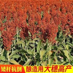 大穗高产大田红高粱种子种籽红缨子红糯矮杆抗旱五谷杂粮酿酒种子
