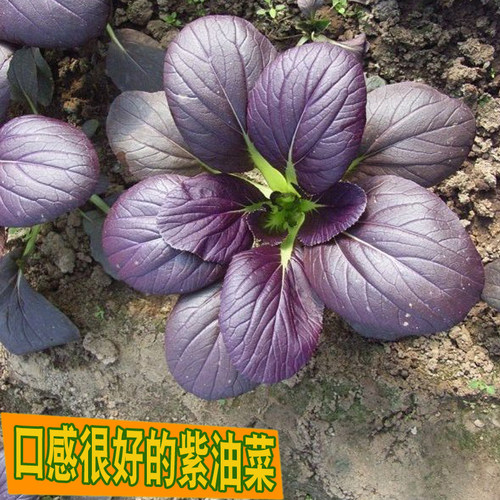 寿光蔬菜种子上海青油紫油阳台种
