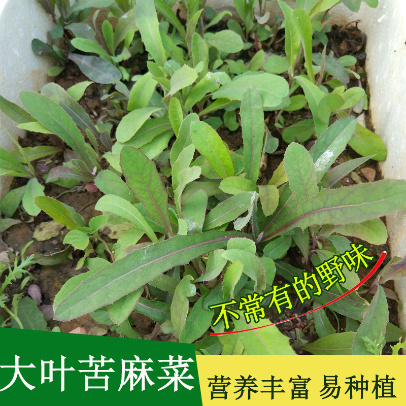 农家苦麻菜种籽曲麻菜苦菜种子特色保健蔬菜籽四季易种植盆栽菜种