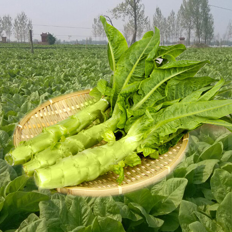 菜种籽莴苣种子大全耐热耐寒型莴苣种籽莴笋香笋秋季种植蔬菜种孑