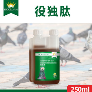 搏冠役独肽赛鸽种鸽肠道