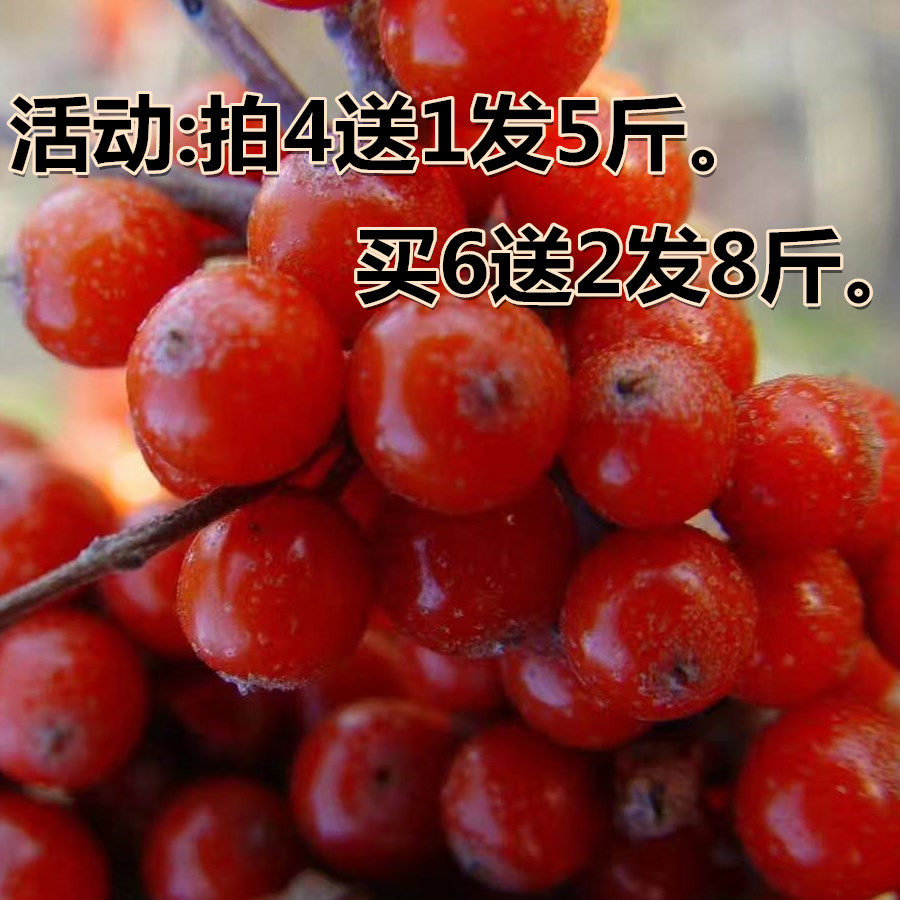 25年精品吕梁山天然新鲜野挑选沙棘果稀少红果做酵素榨汁,传统滋补营养品,沙棘/沙棘原浆,淘宝优惠券,粉丝福利购,淘宝优惠卷