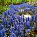 筋骨草宿根耐热耐寒耐阴荫地被花园植物姬十二筋骨草霓虹灯筋骨草