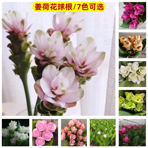 进口姜荷花种球多年生花种子热带绿植物耐热庭院阳台室内盆栽球根