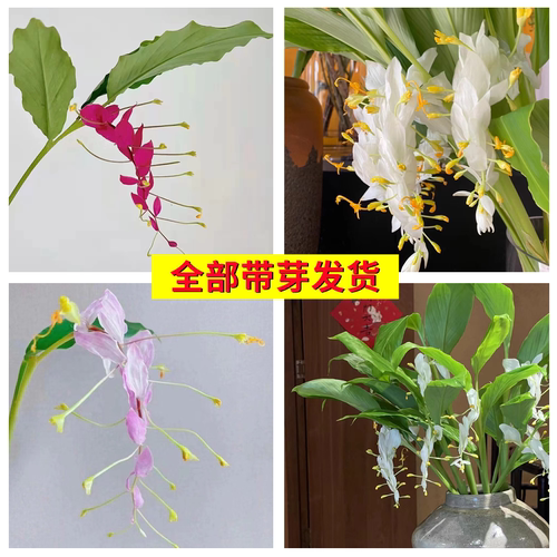 舞花姜荷花种球根花期超长热带花卉多年生午花姜切花种子室内庭院