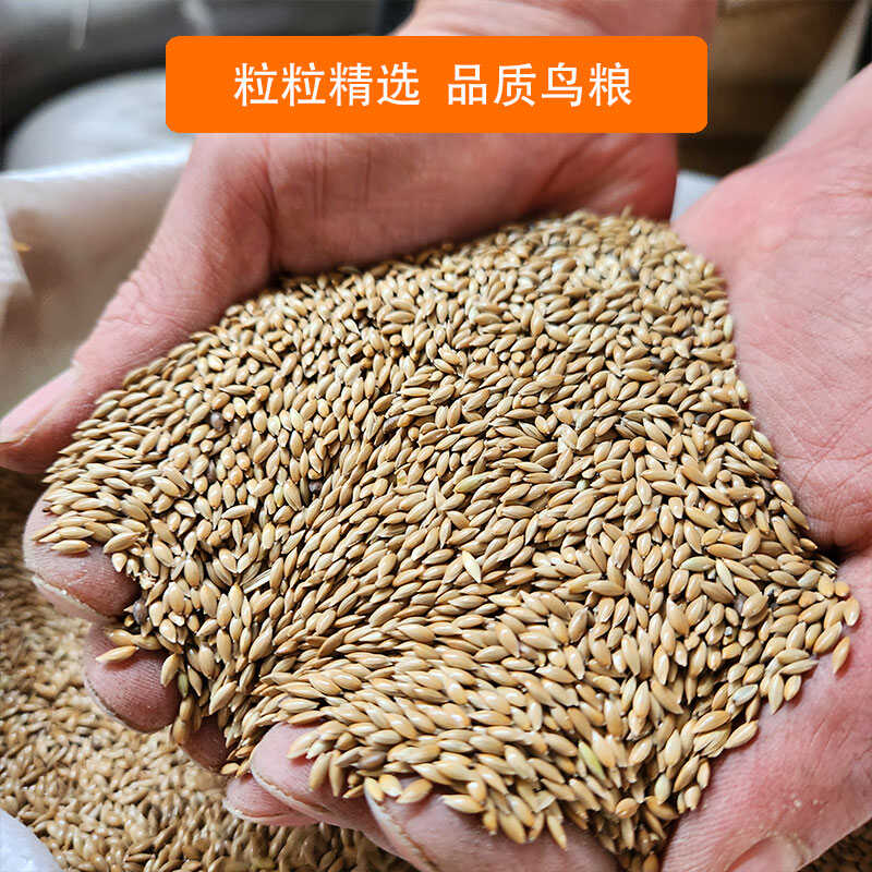 加纳利子鸽粮鸟粮配料