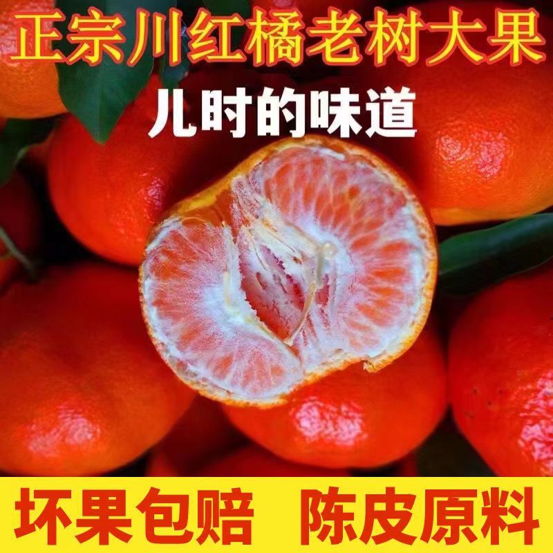 四川正宗老树川红橘大红袍四川自贡红桔新鲜应季橘子现摘陈皮原料