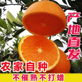 正宗四川农家自家种植脐橙包邮新鲜水果应当橙子现摘现发孕妇甜橙