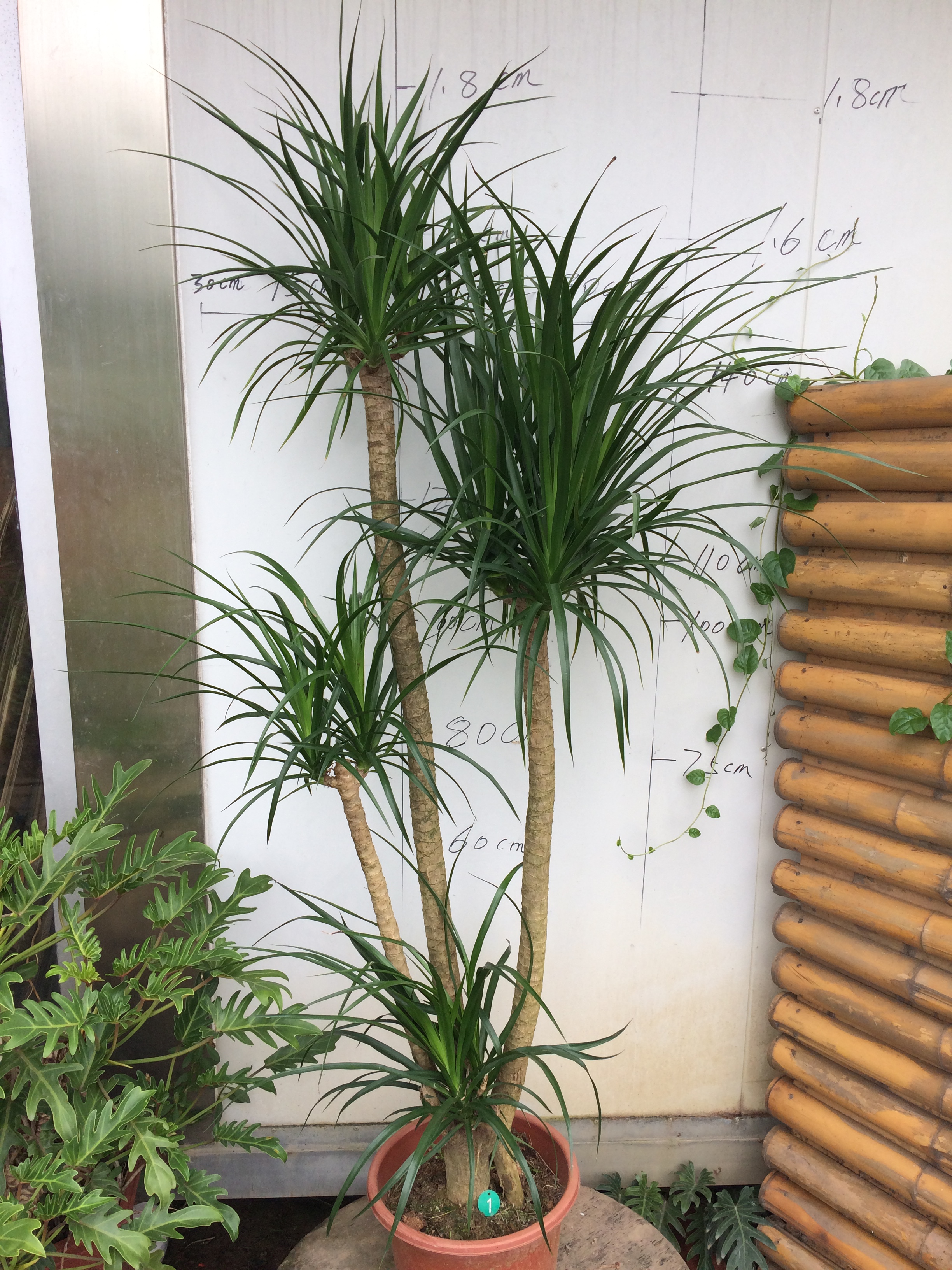 琼阳园艺 高杆老桩龙铁龙须树大型盆栽植物花卉绿植龙血树