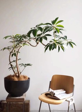 观叶植物桌面案台盆栽 造景绿植 保罗 宝罗 日本大叶伞