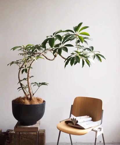观叶植物保罗造景桌面