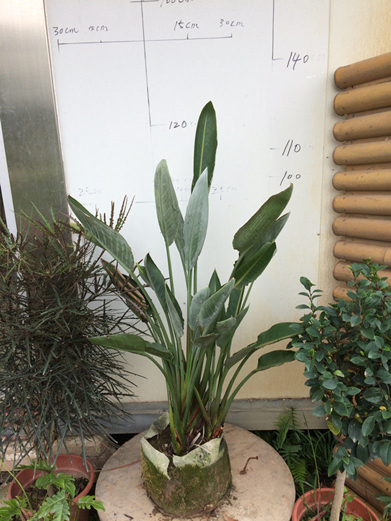 琼阳园艺室内高档观叶观花植物彩色鹤望兰天堂鸟盆栽花卉当年开花