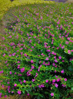 满天星细叶萼距花紫雪茄花星花红花满天星小苗盆栽庭院花境矮绿篱