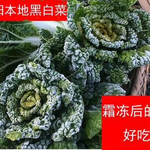 2025信阳农家菜园黑白菜黄心菜卷窝菜新鲜蔬菜沙土地露天菜现挖