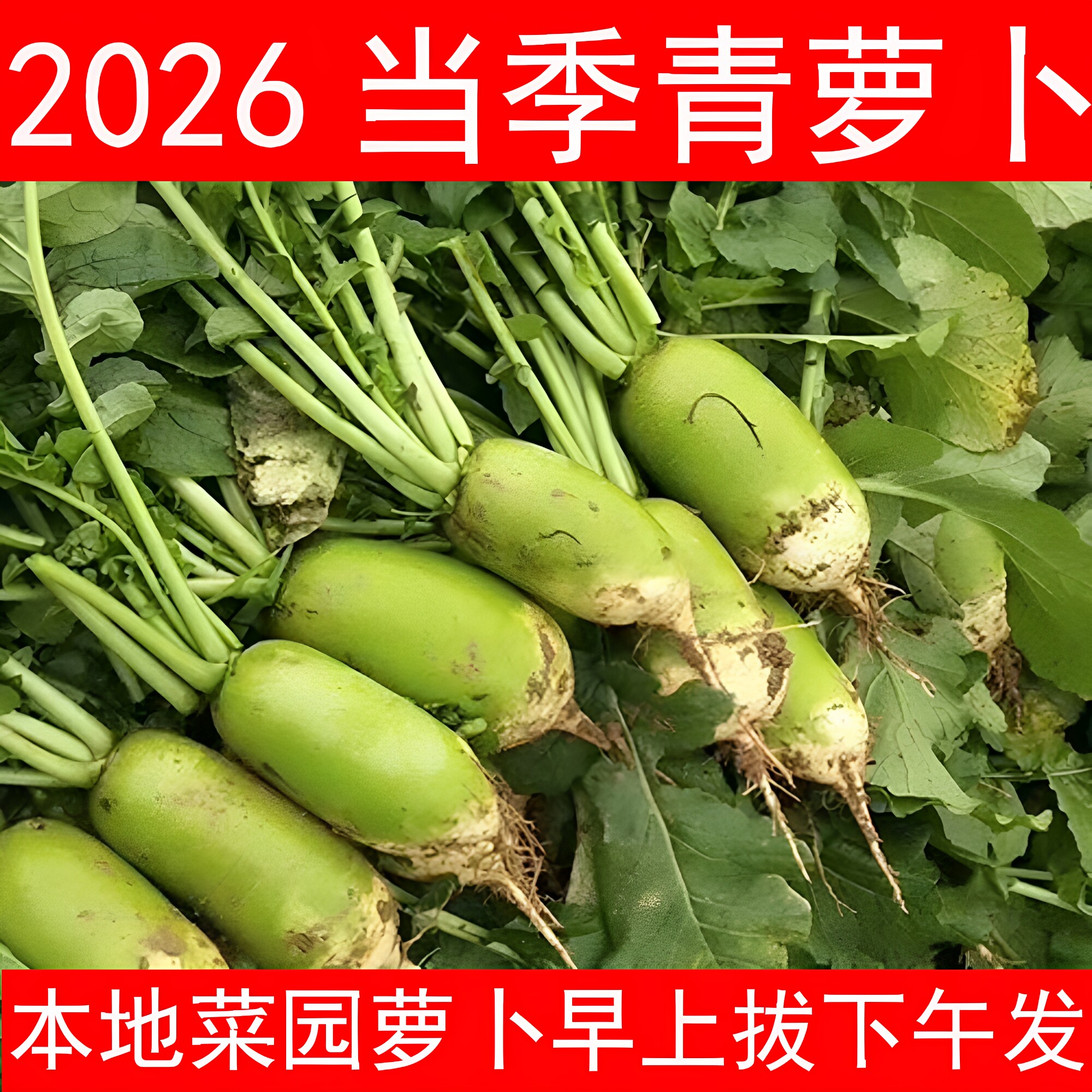 信阳地区农家菜园青萝卜新鲜蔬菜罗山李湾沙土地沙窝萝卜现挖带土