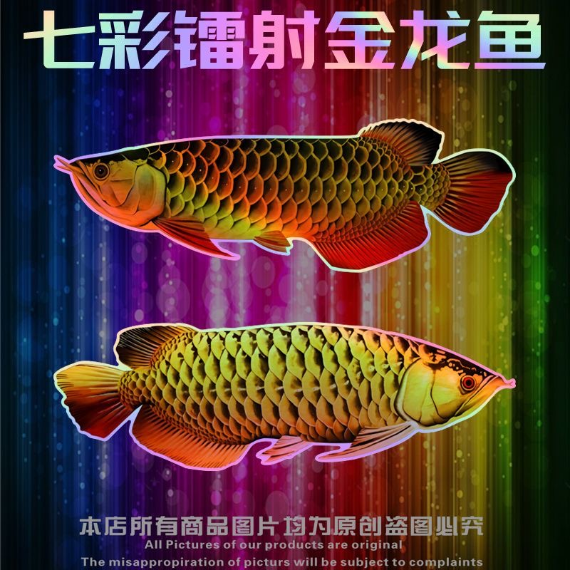 镭射反光仿真金鱼好运连年贴纸
