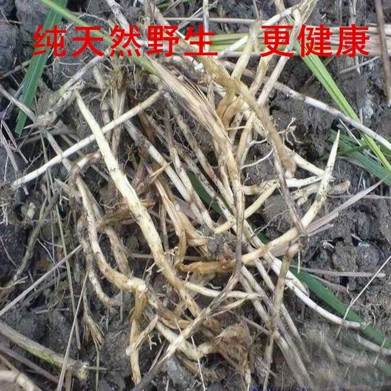 茅根新鲜现挖去皮天然凉茶农村野生白茅根毛根竹蔗水新鲜毛毛根