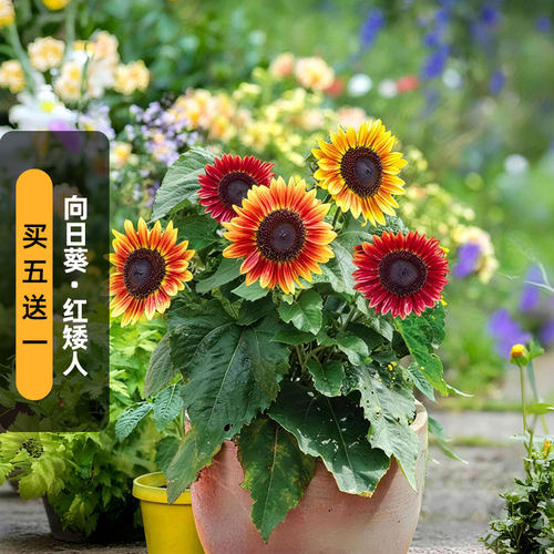 红色向日葵/矮人种子20粒红色渐变转日莲花籽可切花阳台盆栽春播