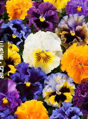 进口皱边三色堇种子/闪现Frizzle Sizzle 猫脸花阳台盆栽春秋播