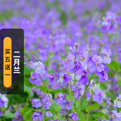 二月兰种子诸葛菜紫金菜